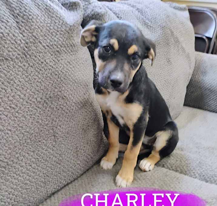 Photo of CHARLEY