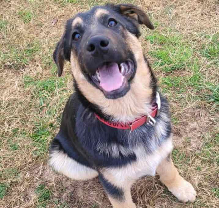 Photo of Alvarez (4mo PUPPY)