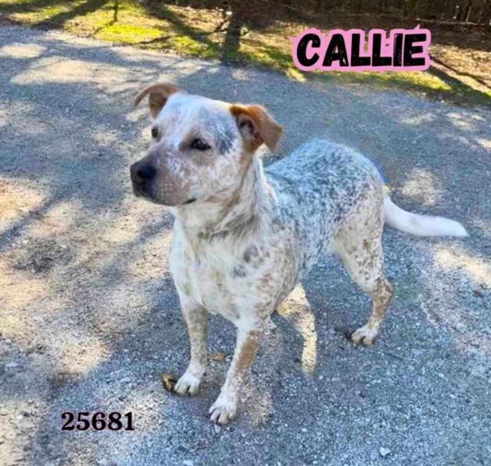 Photo of Callie