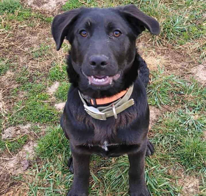 Photo of Fender (4mo PUPPY)