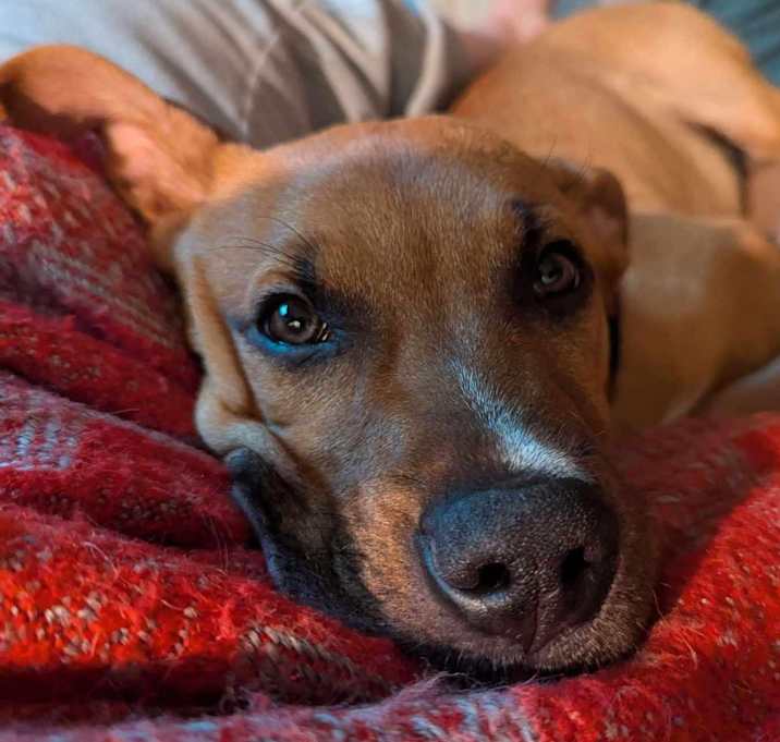 Photo of Tucker