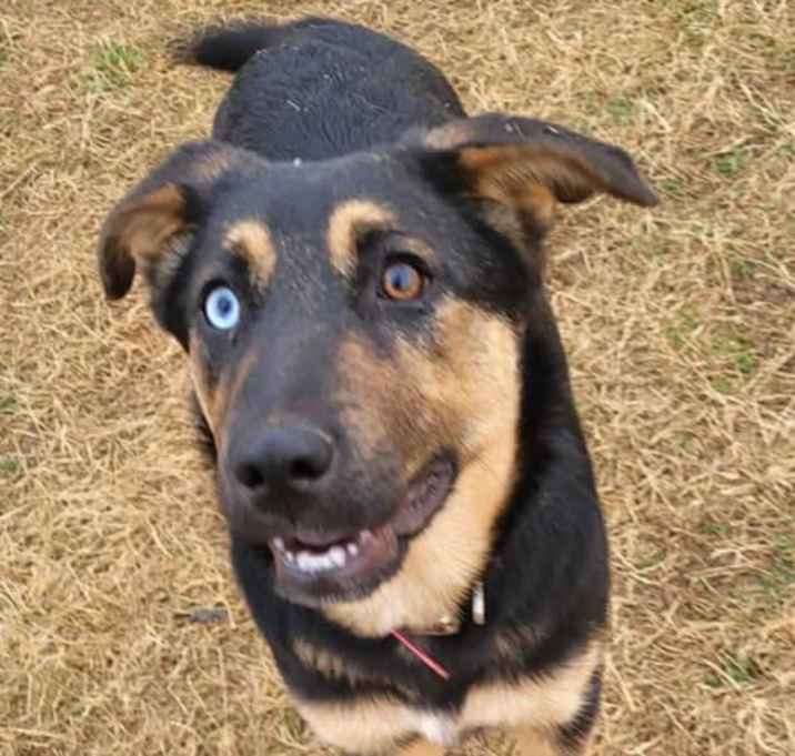 Photo of Peavey (4mo PUPPY)