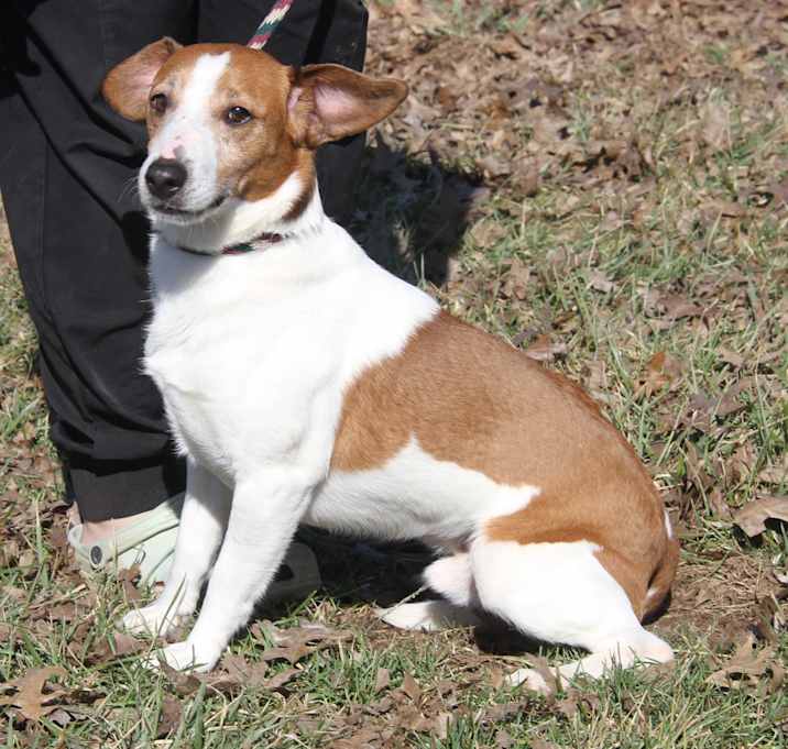 Photo of Hoss (Bonded Pair w/Rose)