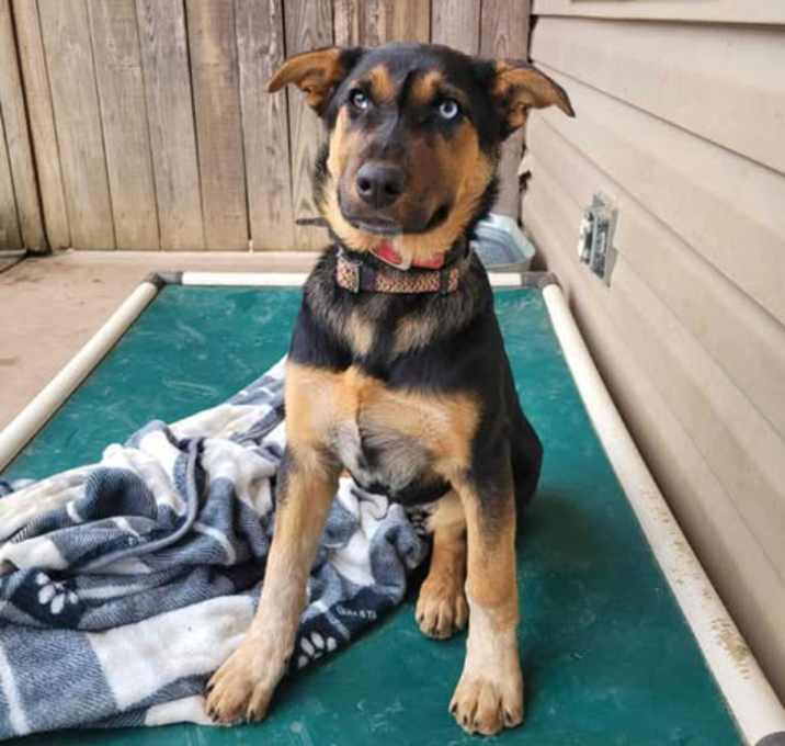 Photo of Dobro (4mo PUPPY)