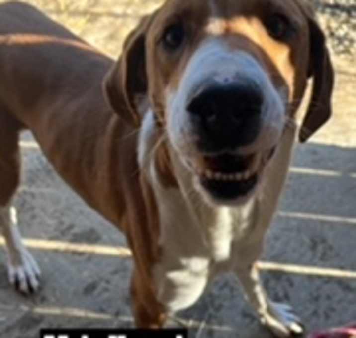 Photo of Hank