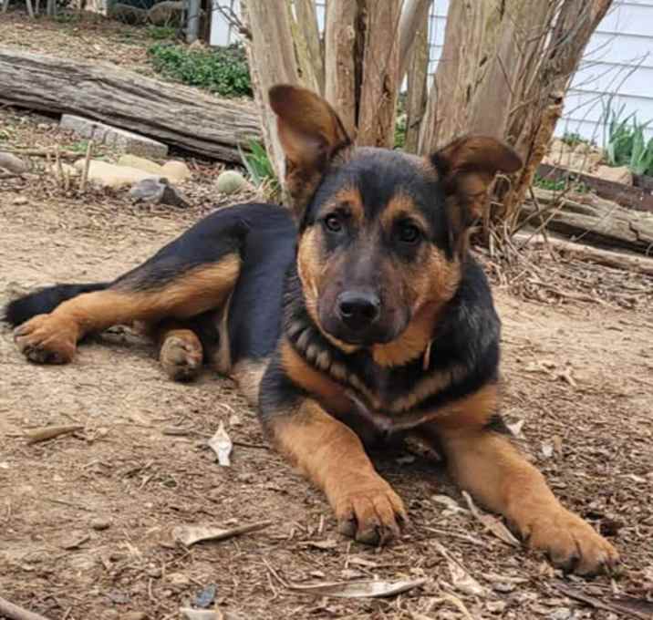Photo of LesPaul (4mo PUPPY)