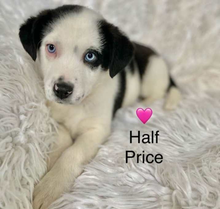 Photo of Half Price