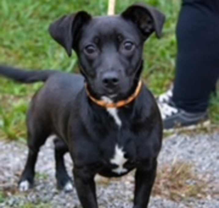Photo of Midnight