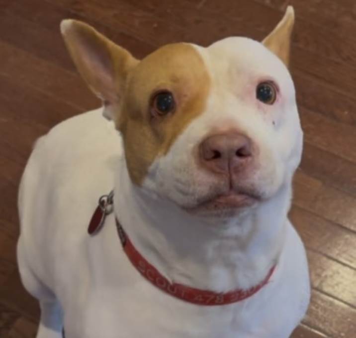 Photo of Scout