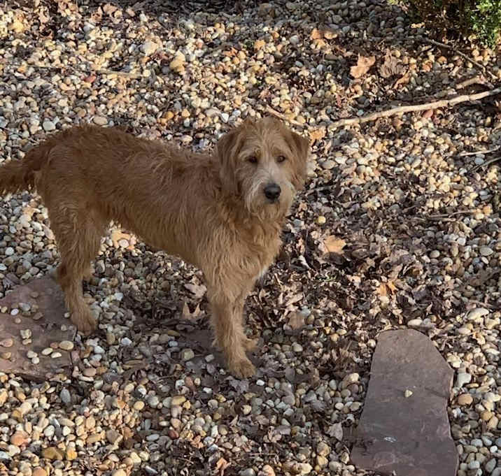 Photo of Bear
