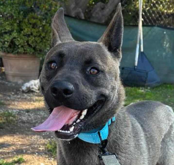 Photo of GRIZZLEY
