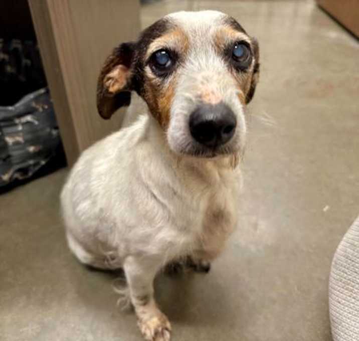 Photo of Junebug
