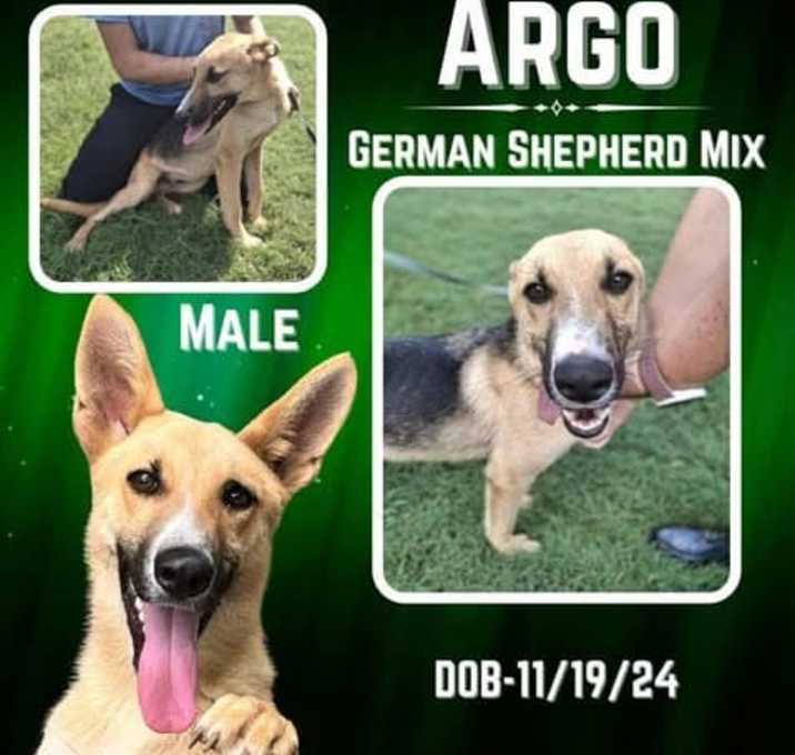 Photo of Argo