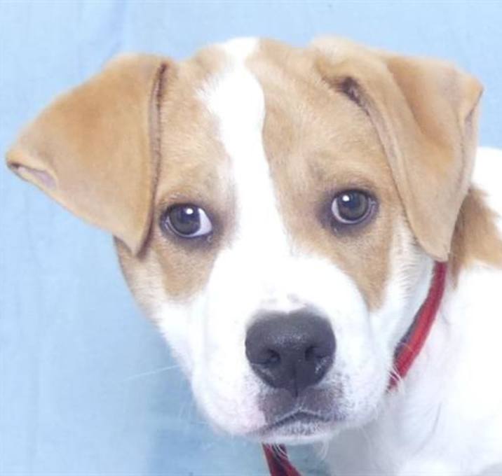 Photo of CHESTER