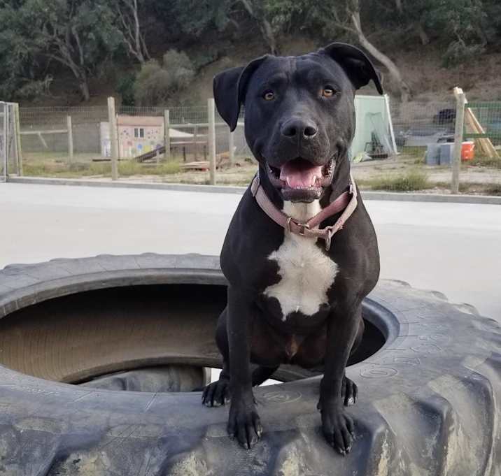Photo of Obie (Obsidian)