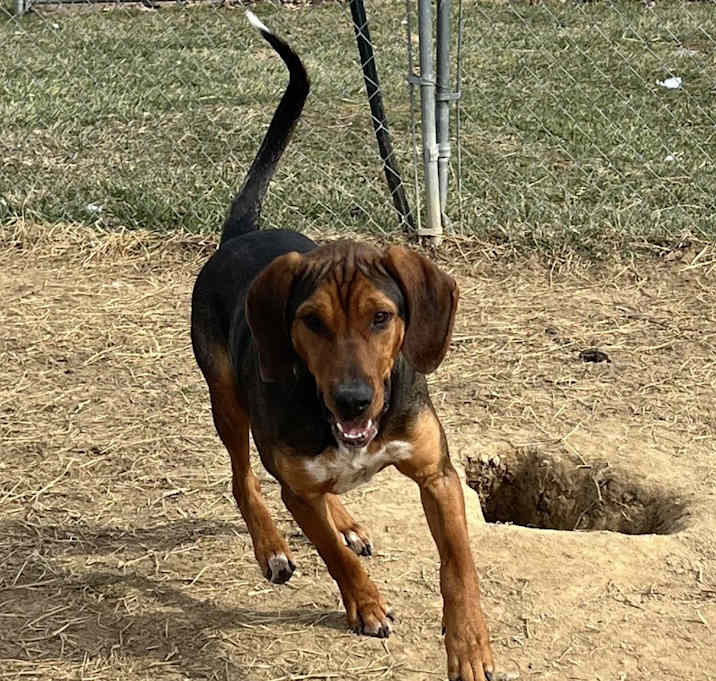 Photo of Hank