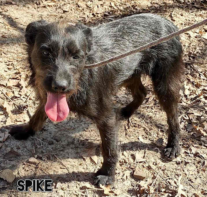 Photo of Spike
