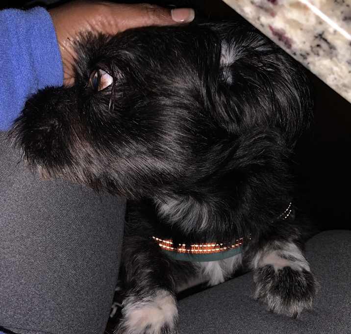 Photo of Shadow
