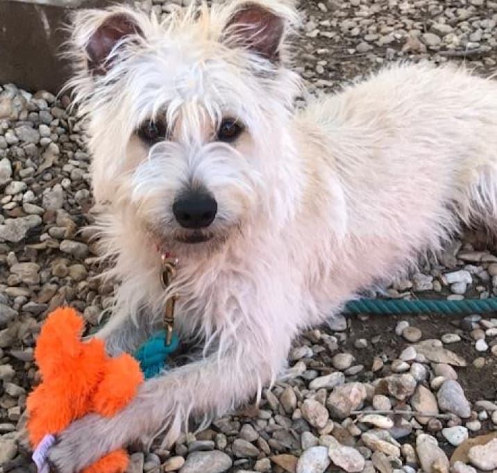 Photo of Scrappy