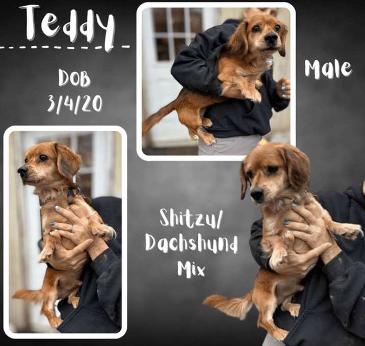 Photo of Teddy