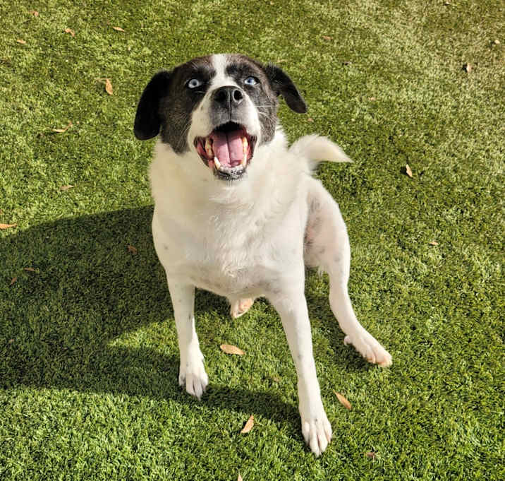 Photo of Gracie 0570