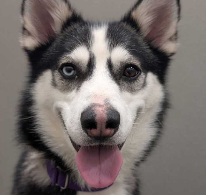 Photo of Nyx