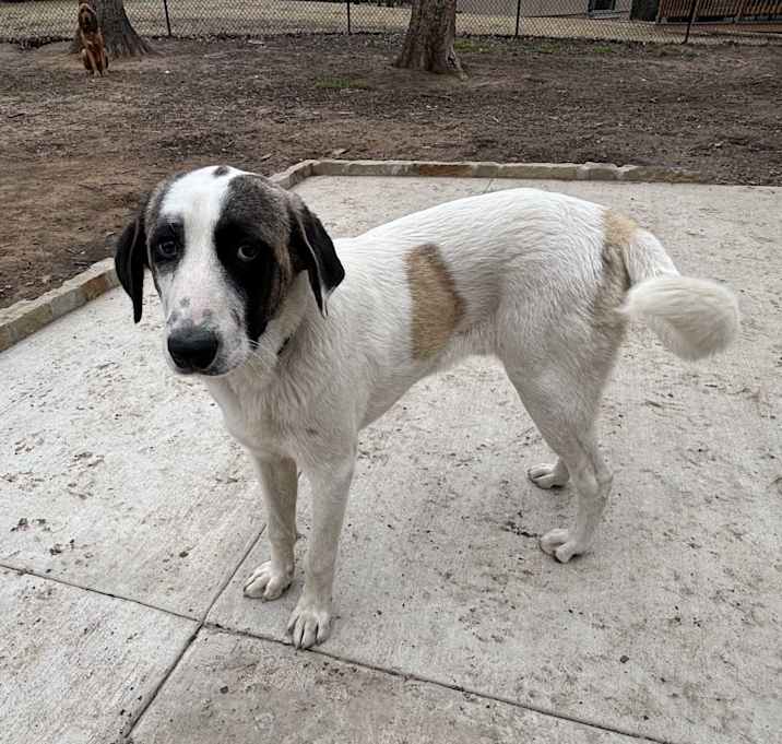 Photo of Rags
