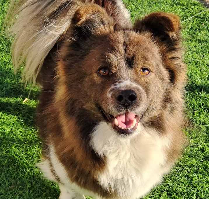 Photo of Mocha
