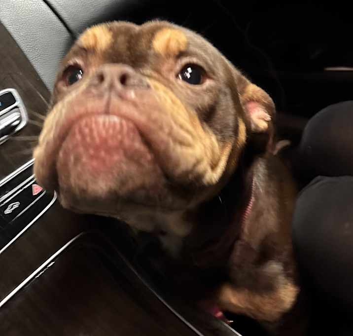 Photo of Shyla
