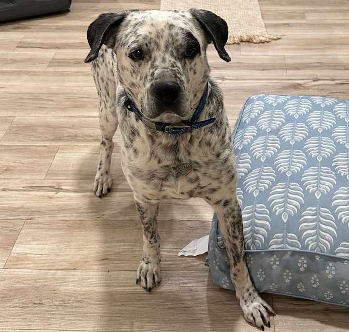 Photo of Oreo