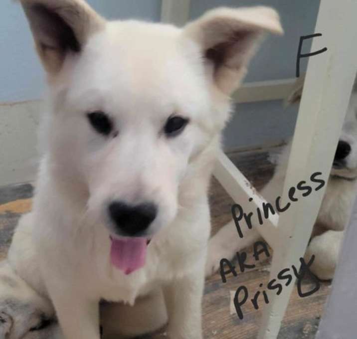 Photo of Princess