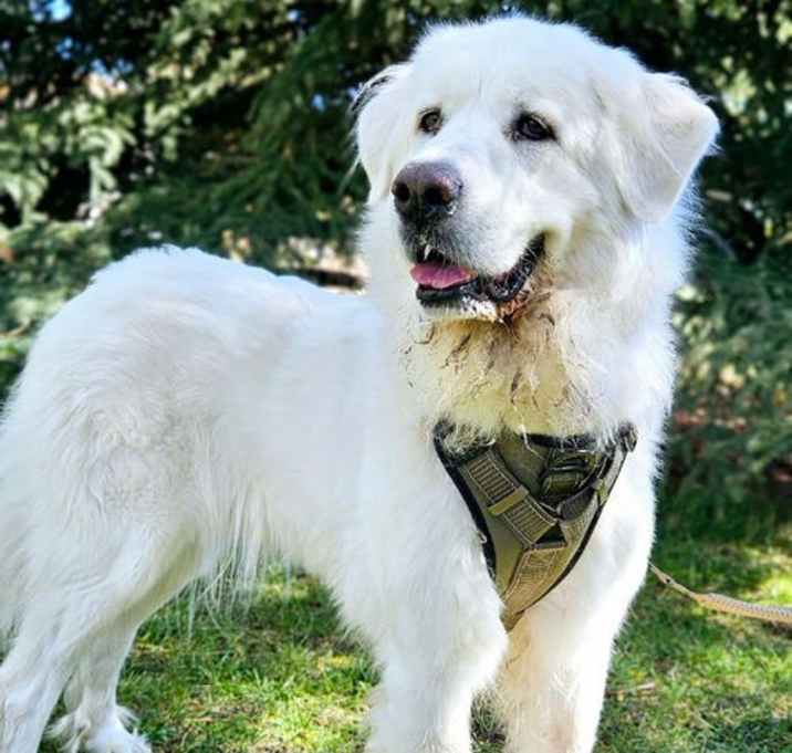 Photo of Juniper