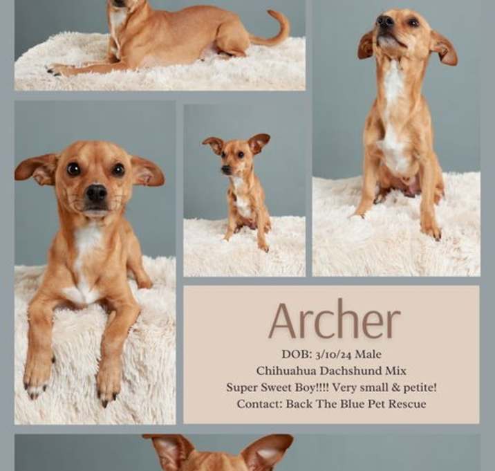 Photo of Archer