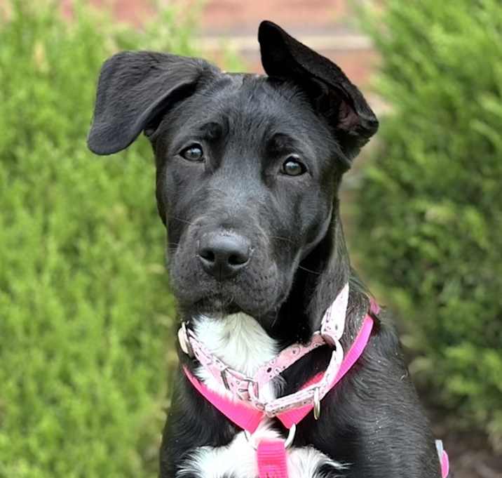 Photo of Marley
