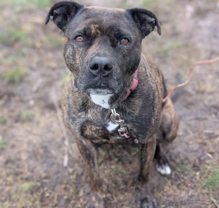 Photo of Honey