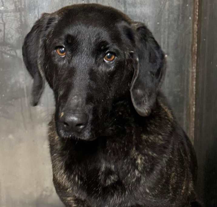 Photo of Dulce