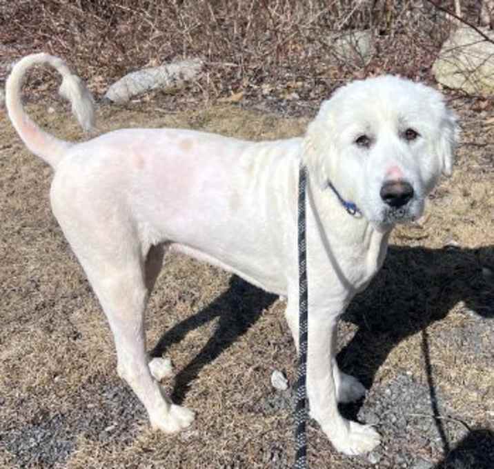 Photo of Snowball