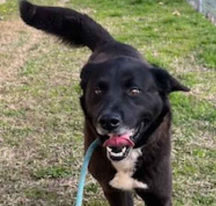 Photo of Pebbles URGENT !!!!