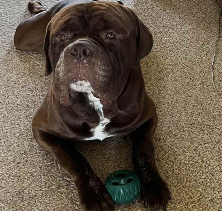 Photo of Moose (Mastiff)