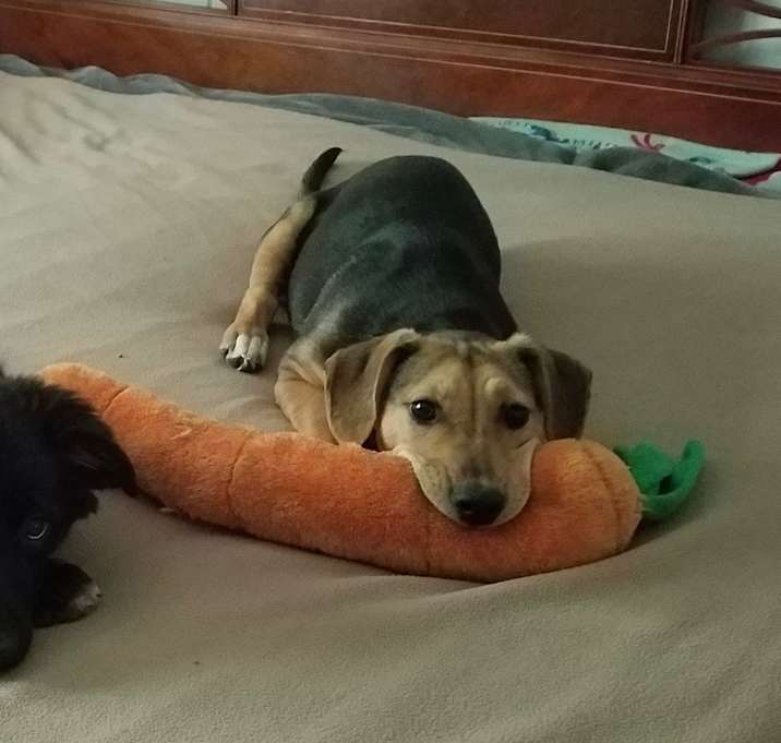 Photo of Lily Easter Litter