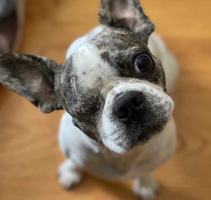 Photo of Tater