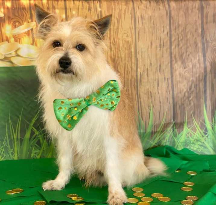Photo of Benji