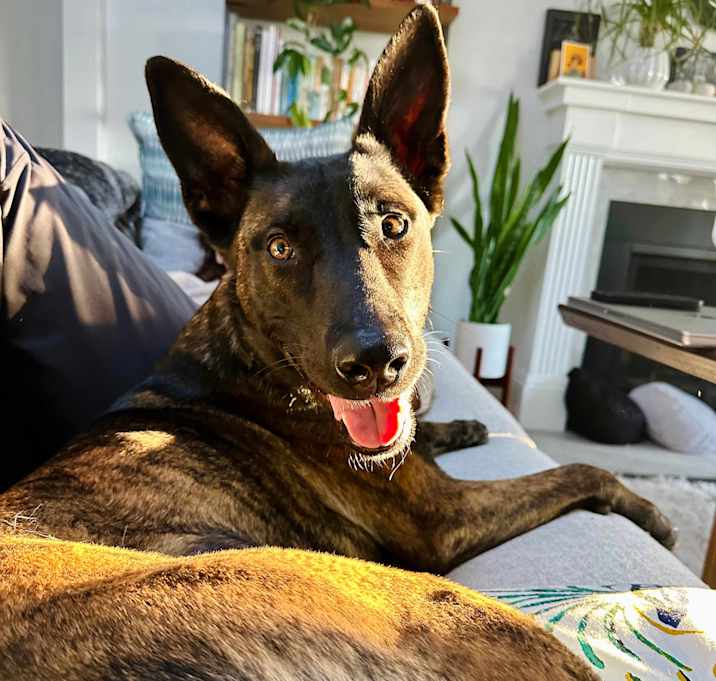 Photo of TEST181224dog1