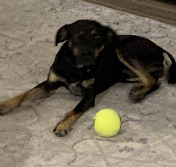 Photo of Shiloh