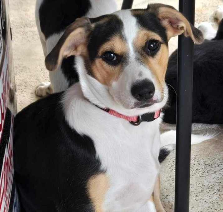Photo of Willow - Puppy of Penny
