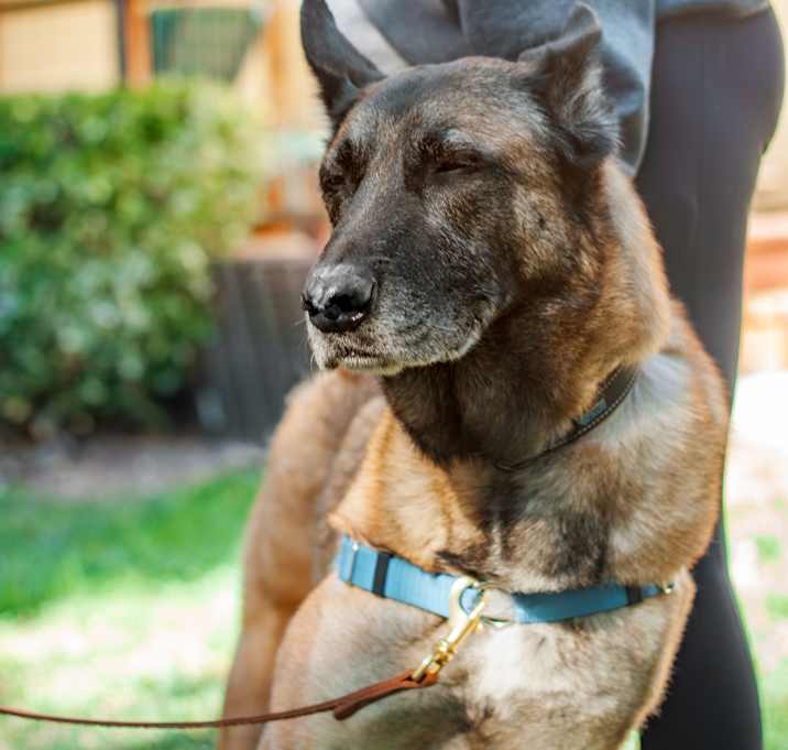 Photo of Buzz