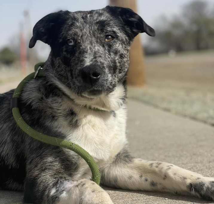 Photo of Chalupa