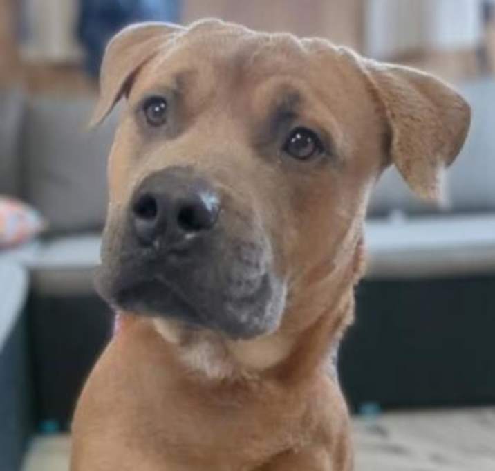 Photo of Bodhi