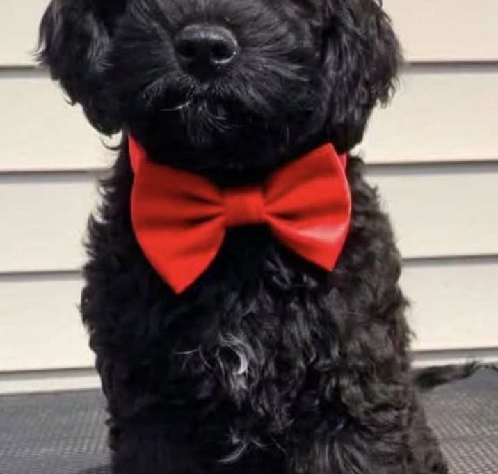 Photo of TUCKER