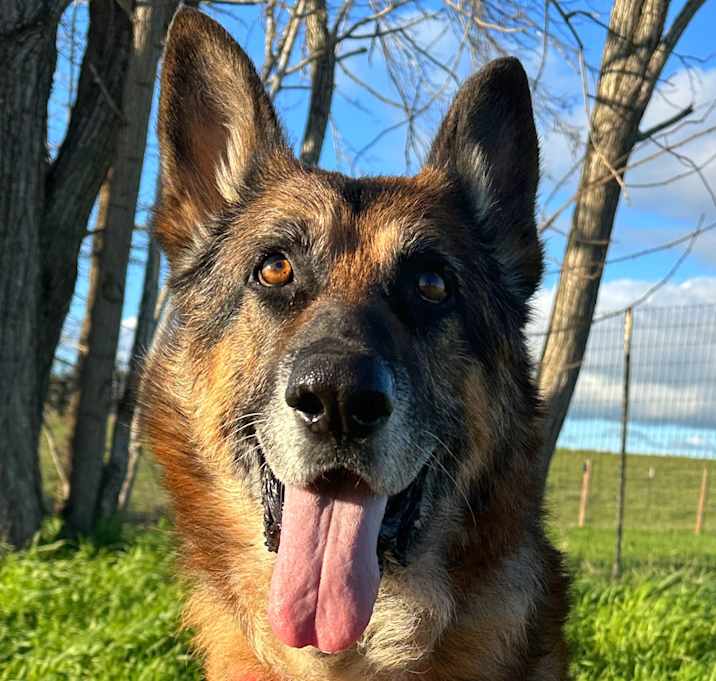 Photo of Ollie